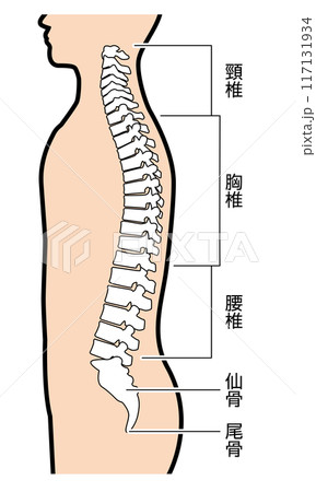 背骨 図解 説明有 背骨 図解 説明有 117131934