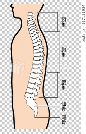 背骨 図解 説明有 背骨 図解 説明有 117131934
