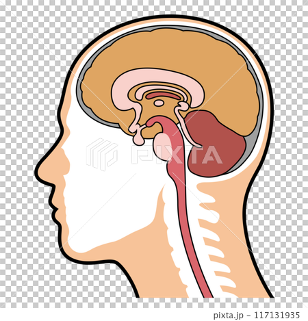 Brain cross-section diagram 117131935