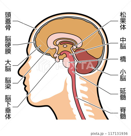 脳　断面　図解　説明有 117131936