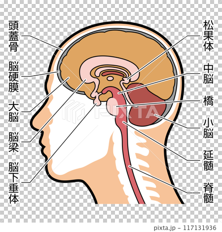 Brain cross section illustration with explanation 117131936