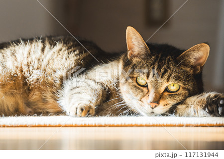 ねこ ねこ 117131944