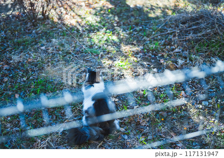 ねこ 117131947