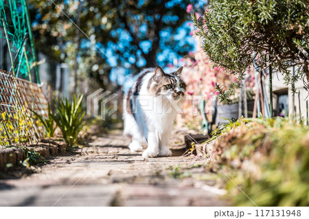 ねこ ねこ 117131948