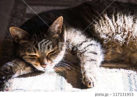 ねこ ねこ 117131953