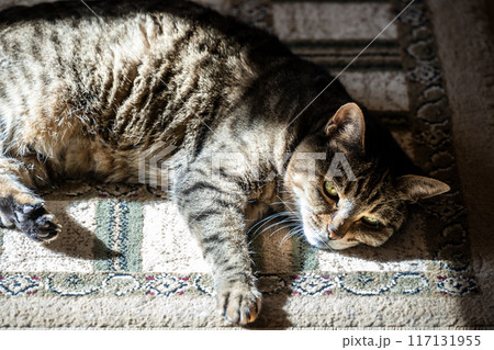 ねこ 117131955