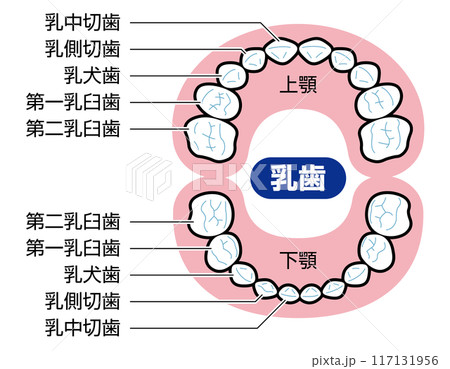 乳歯　図解　説明有 117131956