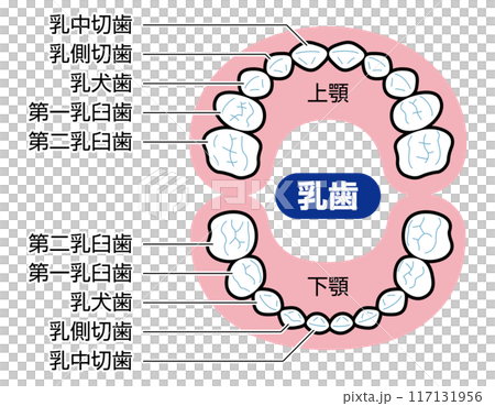 乳歯　図解　説明有 117131956