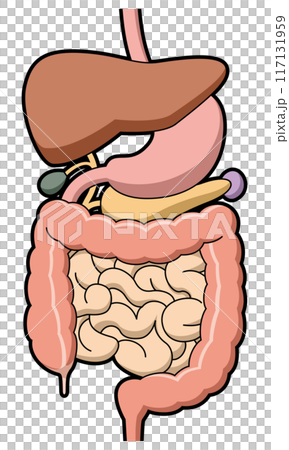 Digestive system diagram 117131959