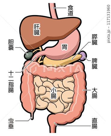 消化器　図解　説明有 117131960