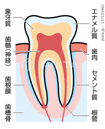 歯　断面　図解　説明有 117131962