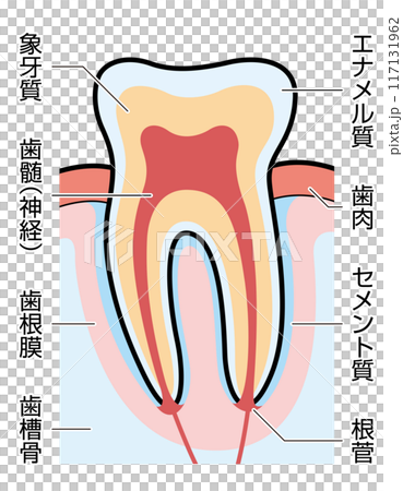 歯　断面　図解　説明有 117131962