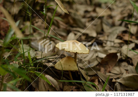 キノコ 117131987