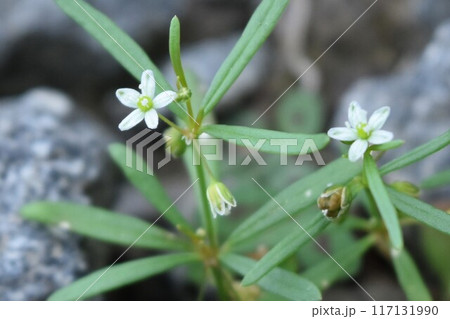 小さな白い花 小さな白い花 117131990