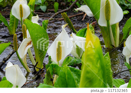 ミズバショウ 117132365