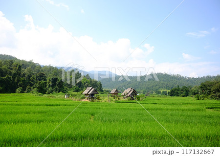 Landscape of tropical wooden hut greenery paddy rice terrace field on mountain with sunny in the countryside of Thailand 117132667