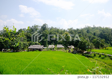 Aerial view of tourist walking across on woven wooden bridge in nursery plant agriculture field and greenery paddy rice terrace on hill Aerial view of tourist walking across on woven wooden bridge in nursery plant agriculture field and greenery paddy rice terrace on hill 117132912