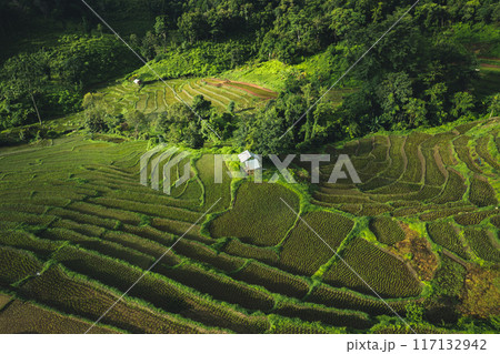 Rice fields in the growing season, rice terraces in rural mountains Rice fields in the growing season, rice terraces in rural mountains 117132942