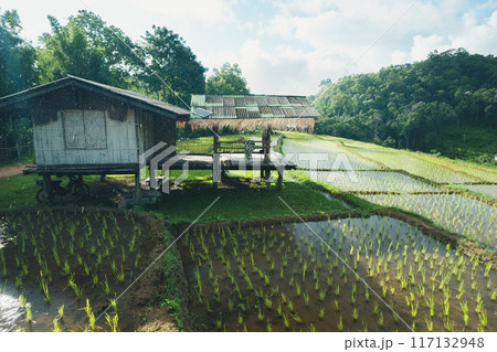 Rice fields in the growing season, rice terraces in rural mountains 117132948