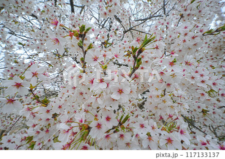 余目公園 余目公園 117133137