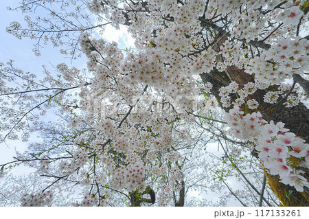 余目公園 余目公園 117133261