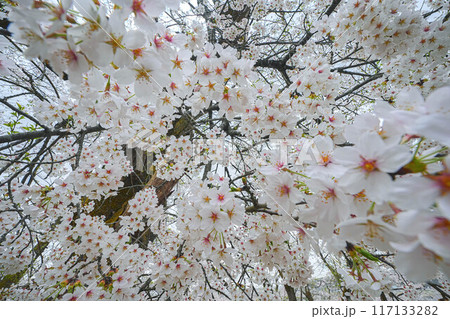 余目公園 余目公園 117133282