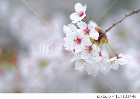 余目公園 余目公園 117133440