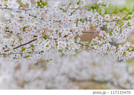 余目公園 117133470