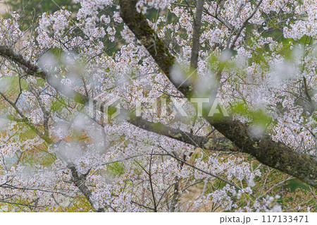 余目公園 117133471