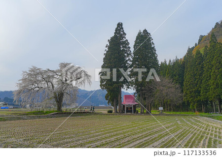 おしら様の枝垂れ桜 おしら様の枝垂れ桜 117133536