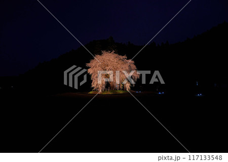 おしら様の枝垂れ桜 117133548