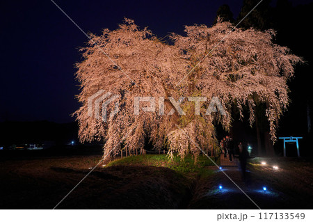 おしら様の枝垂れ桜 おしら様の枝垂れ桜 117133549