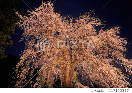 おしら様の枝垂れ桜 117133557