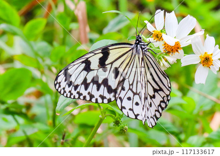 沖縄県の石垣島に生息する、白と黒のまだら模様の日本最大級のチョウ、オオゴマダラ 沖縄県の石垣島に生息する、白と黒のまだら模様の日本最大級のチョウ、オオゴマダラ 117133617