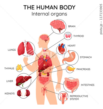 Internal organs of human body. Medical info graphics, education scheme concept of anatomy system. Section view of a human body with named inner organs 117133905