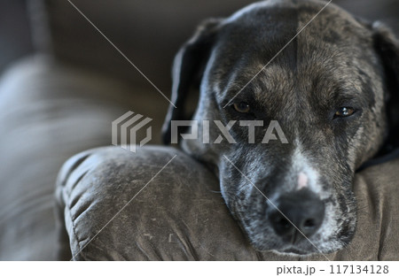 Dog on Couch falling asleep  117134128
