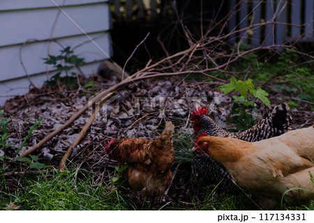 Group of backyard chickens near brush pile Group of backyard chickens near brush pile 117134331