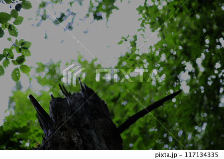 Broken Tree looking toward the sky Broken Tree looking toward the sky 117134335