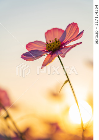 コスモス・秋の夕暮れ イメージ 117134364