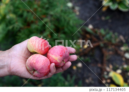 Ripe red apples in your hands. The concept of harvesting. Ripe red apples in your hands. The concept of harvesting. 117134405
