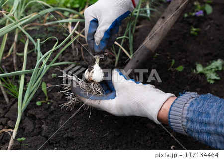 Female hands holding a wild ramp with roots on it in the woods 117134464