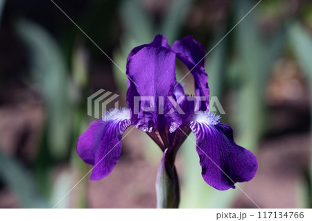 Spring flower iris blooming on black background. 117134766