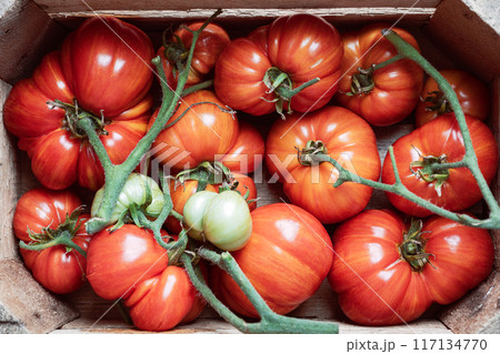 Ripe red tomatoes from organic farm in wooden box close up Ripe red tomatoes from organic farm in wooden box close up 117134770