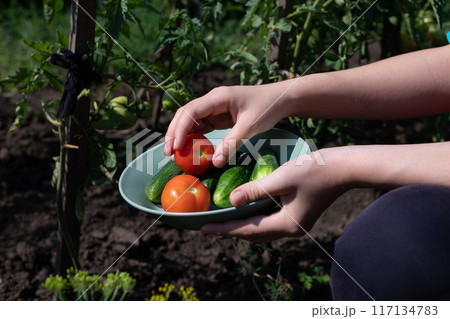 woman's hands harvesting fresh organic tomatoes in her garden on a sunny day. Farmer Picking Tomatoes. Vegetable Growing. Gardening concept 117134783