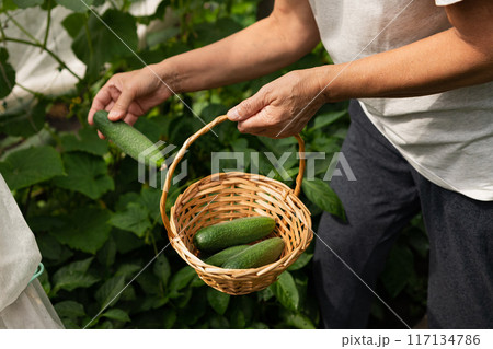 Smiling woman harvesting cucumbers at greenhouse 117134786
