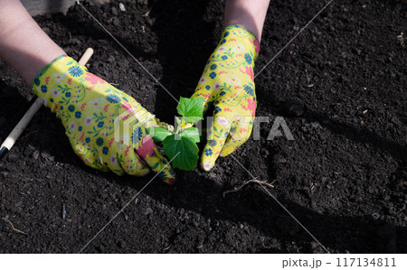 female hands in household gloves transplant seedlings of cucumbers. 117134811