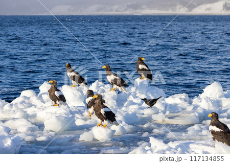 流氷の上で休むオオワシの群れ 流氷の上で休むオオワシの群れ 117134855