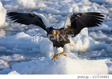 流氷に着地するオオワシ 117134863