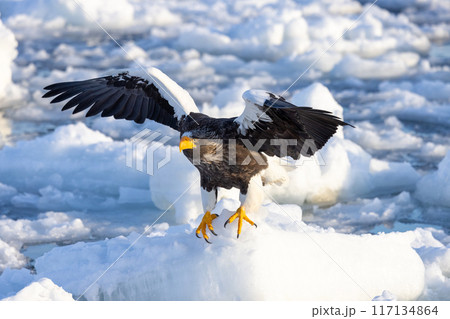 流氷に着地するオオワシ 117134864