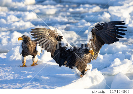 流氷に着地するオオワシ 117134865